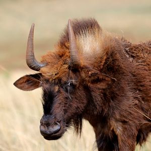 black wildebeest or white-tailed gnu (Connochaetes gnou)