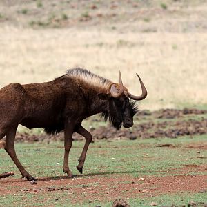 black wildebeest or white-tailed gnu (Connochaetes gnou)