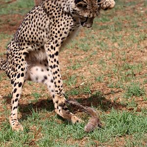 Southeast African cheetah (Acinonyx jubatus jubatus) chasing a South African ground squirrel (Xerus inauris)