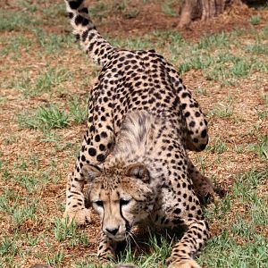 Southeast African cheetah (Acinonyx jubatus jubatus) chasing a South African ground squirrel (Xerus inauris)