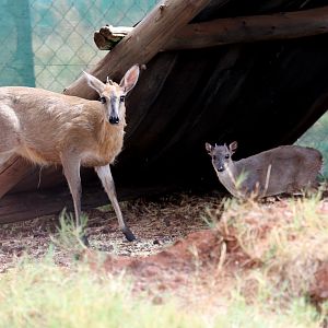 Cape Duiker (Sylvicapra grimmia grimmia) & Cape blue duiker (Philantomba monticola monticola)