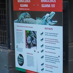 Rhino Iguana Signage