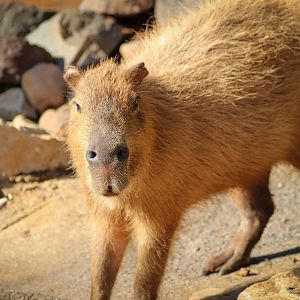 Capybara (Hydrochoerus hydrochaeris)