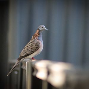 Wild Bar-shouldered Dove (Geopelia humeralis)