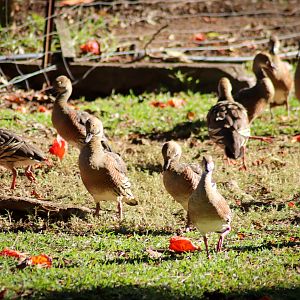 Wild Plumed Whistling Ducks (Dendrocygna eytoni)