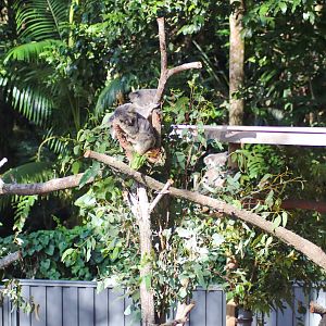 New Koala Enclosure