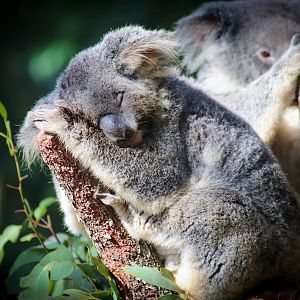 Koala (Phascolarctos cinereus)