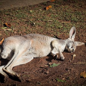Red Kangaroo (Osphranter rufus)