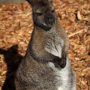 Bennett's Wallaby (Notamacropus rufogriseus rufogriseus)