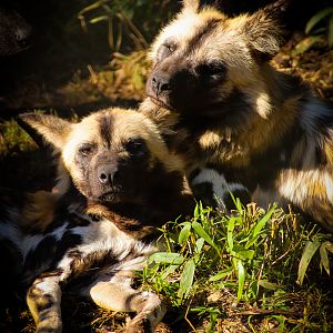 African Wild Dogs (Lycaon pictus)