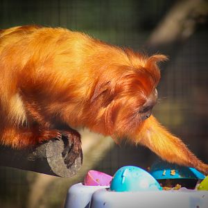 Plastic Egg Enrichment