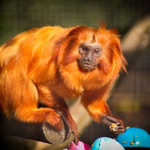 Golden Lion Tamarin (Leontopithecus rosalia)