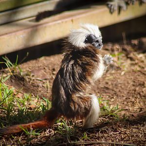 Cotton-top Tamarin (Saguinus oedipus)