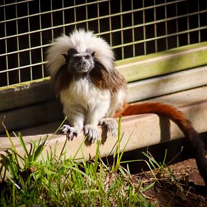 Cotton-top Tamarin (Saguinus oedipus)