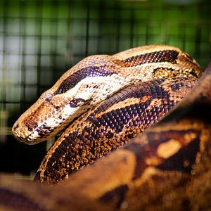 Boa Constrictor (Boa constrictor)