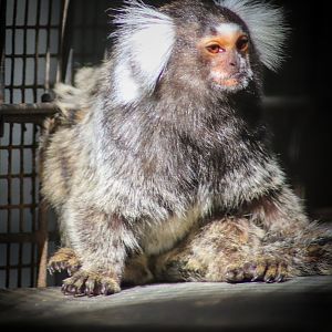 Common Marmoset (Callithrix jacchus)