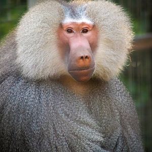 Hamadryas Baboon (Papio hamadryas)