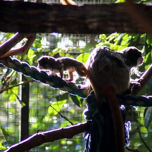 Baby Emperor Tamarin