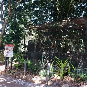 Common Marmoset Enclosure
