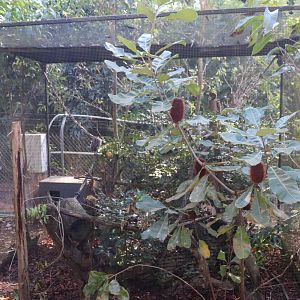 Pygmy Marmoset Enclosure