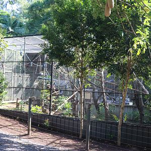 Cotton-top Tamarin Enclosure