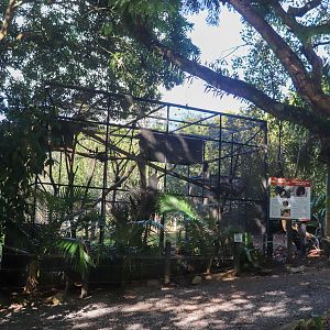 Short-eared Brushtail Possum Enclosure