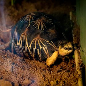 Radiated Tortoise (Astrochelys radiata)