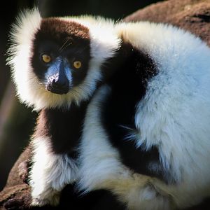 Black-and-white Ruffed Lemur (Varecia variegata)