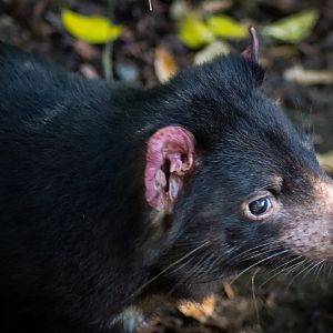Tasmanian Devil (Sarcophilus harrisii)
