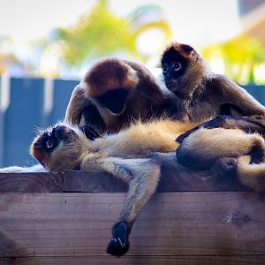 Black-handed Spider Monkeys (Ateles geoffroyi)