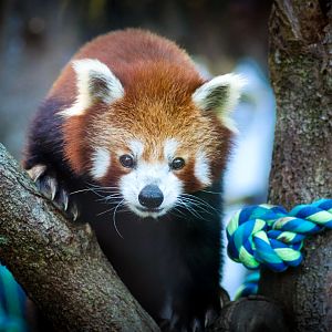 Red Panda (Ailurus fulgens)