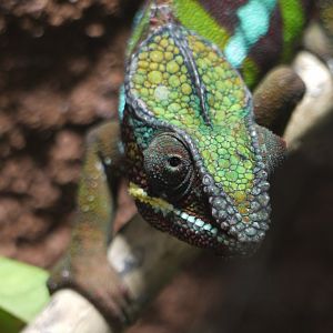 Panther Chameleon