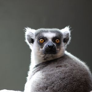 Ring-Tailed Lemur