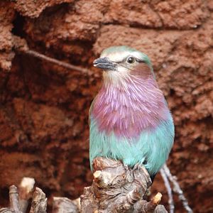 Lilac-Breasted Roller