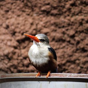 Grey-Headed Kingfisher