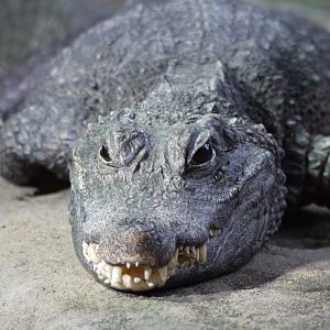 Dwarf Crocodile