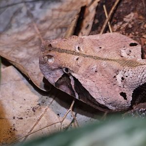 Gaboon Viper