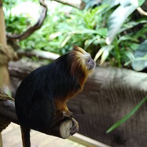 Golden-Headed Lion Tamarin