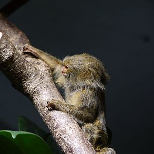Pygmy Marmoset