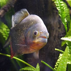 Red-Bellied Piranha