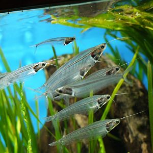 Asian Glass Catfish