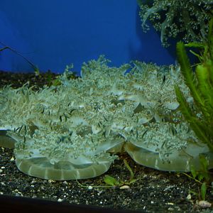 Upside-Down Jellyfish