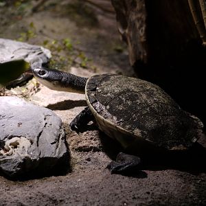 Roti Island Snake-Necked Turtle