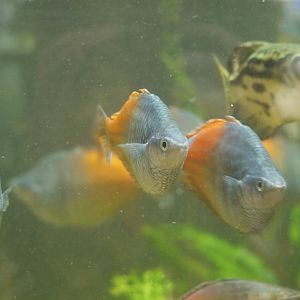 Boeseman's Rainbowfish