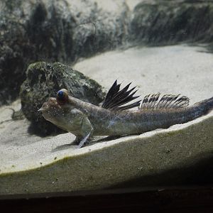 Atlantic Mudskipper