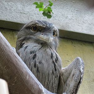 Tawny Frogmouth