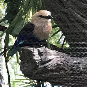 Blue-bellied Roller (Coracias cyanogaster)
