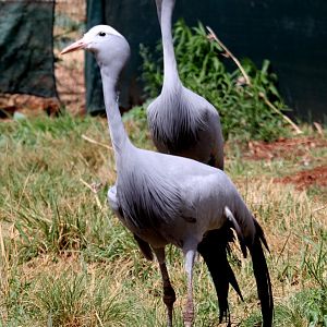 blue crane (Grus paradisea)