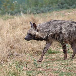 striped hyena (Hyaena hyaena)