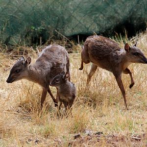Cape blue duiker (Philantomba monticola monticola) family
